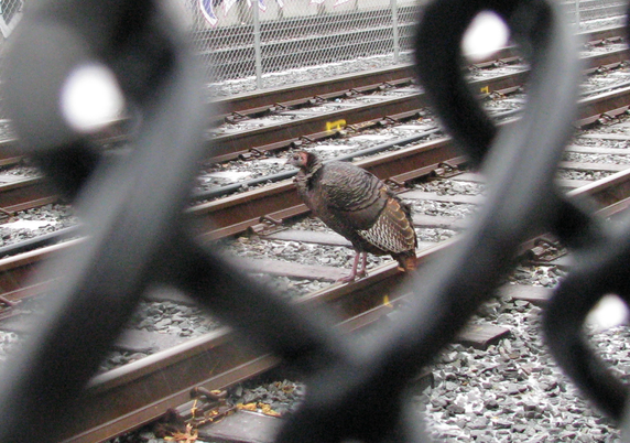 Photo taken through a chain link fence of a turkey standing on the train tracks. It looks a bit bedraggled.