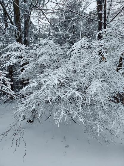 snow stuck to tree branches