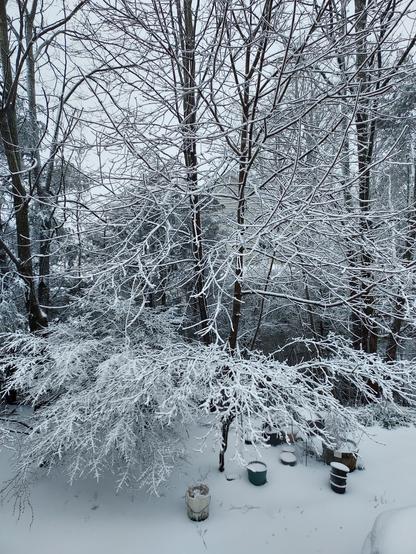 snow stuck to tree branches