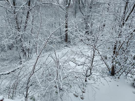 snow stuck to tree branches