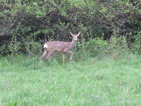 Foto eines hellbraunen Rehs mit weißem Hintern, das in einer grünen Wiese neben einer Hecke und Bäumen steht. Es sieht ungefähr Richtung Kamera und hat das rechte Vorderbein gerade zum Gehen erhoben.