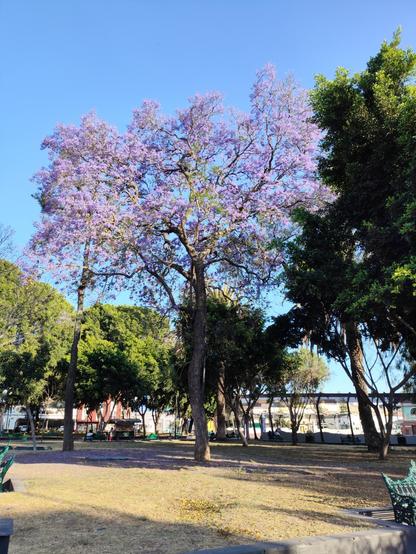 A jacaranda tree blooming among other threes in a park