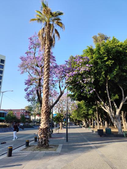 Jacaranda trees behind a palm next to a street