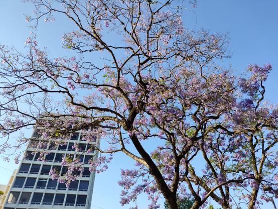 Jacaranda tree blooming. In the background there's a building and the blue sky