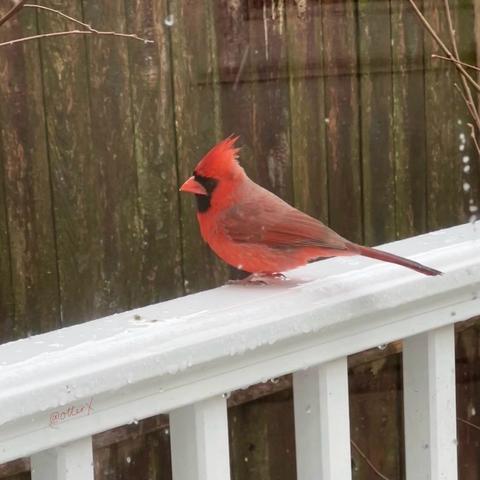 A male cardinal in bright red feathers perched on the wet, white railing outside of the kitchen door, facing left. He has black rounded upside-down triangle marking around the beaks, and his eye that’s facing us is at the top corner of the triangle and making it hard to see his dark eye. The tufted head, orange beak, and gray feet. A handsome fella.
The backdrop is the wet, wooden fence.
Square photo.
