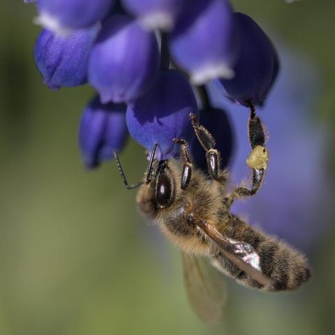 Close-up of a bee eating nectar on a violet grape hyacinth.
