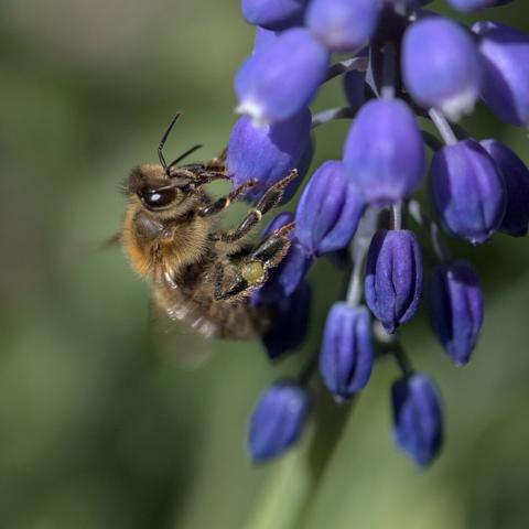 Close-up of a bee eating nectar on a violet grape hyacinth.