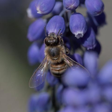 Close-up of a bee eating nectar on a violet grape hyacinth.