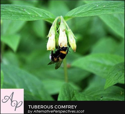 This plant has large green leaves and much smaller tubular flowers.  The flowers are a creamy colour.  There is a bumble bee feeding from one of the plants.