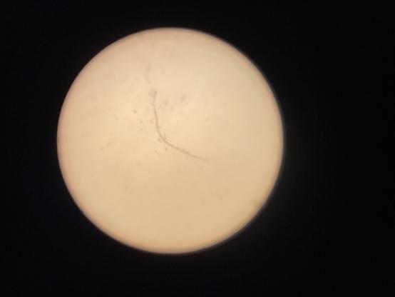 “Bristled Worm” stretched out and attracting detritus under 40x magnification…iPhone shot through one binocular objective.