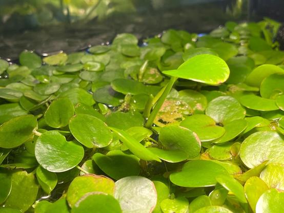 Emergent growth from floating plants in “greenwater” tank.