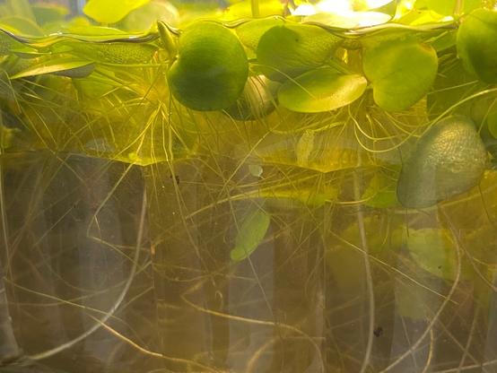Water column in “greenwater” tank with plant roots sucking up nutrients and snails thriving.