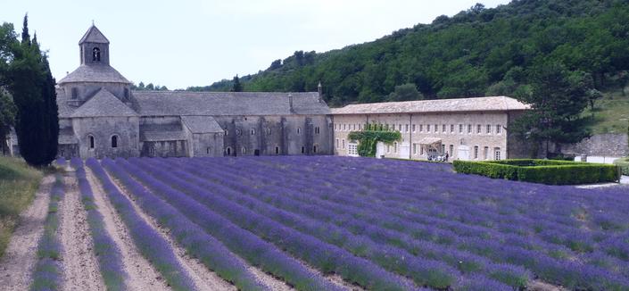 Lavender field at Monastère de Sénanque, Gordes, Provence, France