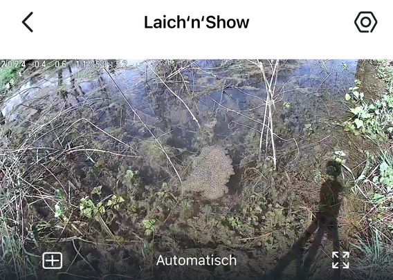 Screenshot einer WLAN-Überwachungskamera mit Sicht auf einen Krötenlaichballen in einem Gewässer treibend