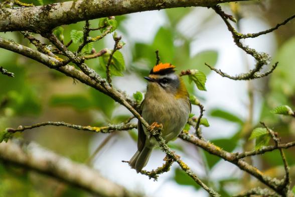 Un roitelet à triple-bandeau sur une branche avec les plumes de sa tête qui sont dressée comme une crête de feu.