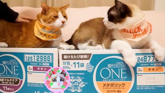 ピュリナシニアフードとメタボリック、どちらが好きか食べ比べしました