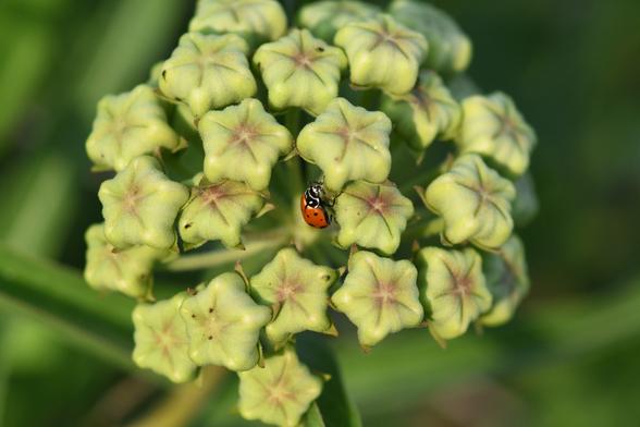 Ladybug crawling on green flower buds. Each bud is slightly star-shaped, with a total of about 30 buds organized into a sphere.