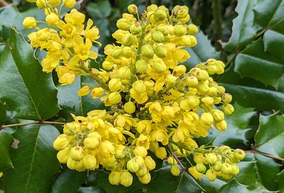 Closeup of a spray of golden blossoms. Some of the flowers are still drooping, greenish yellow buds with a few red spots on the outer sepals; other flowers are opening into golden cups; a few have opened fully and look like the world's tiniest daffodils. The gold of the flowers stands out against deep green, holly-like leaves.