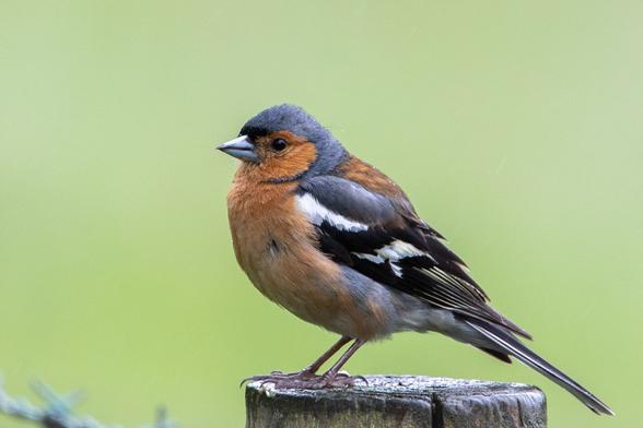 An adult male Chaffinch perched on a wooden post in the rain. It's facing right to left and there's blurred green grass in the background.