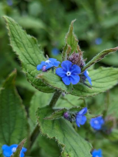 evergreen bugloss ( Pentaglottis sempervirens ) at Ramsbury, Wiltshire, England. April 2024.