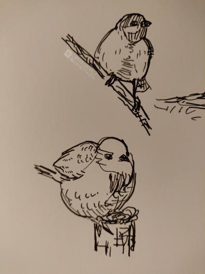 Black ink on paper.

Two sketches of birds sitting on branches.