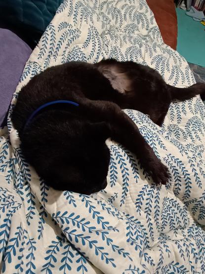 Black cat hugging leg covered by blanket