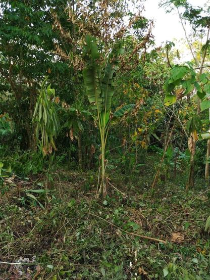 Ein freigemachter Regenwaldbaum mit welken Blättern. Daran angelehnt eine abgeschlagene Bananenstaude mit großen Blättern.
