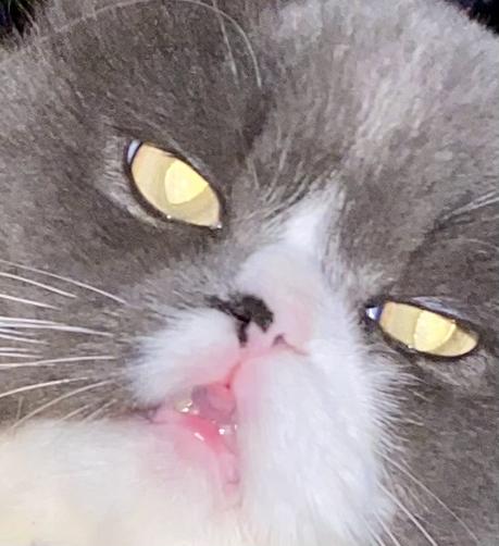 Super close-up of my grey and white Persian cat, Little Man’s face with his mouth open just a bit and his tongue almost sticking out.