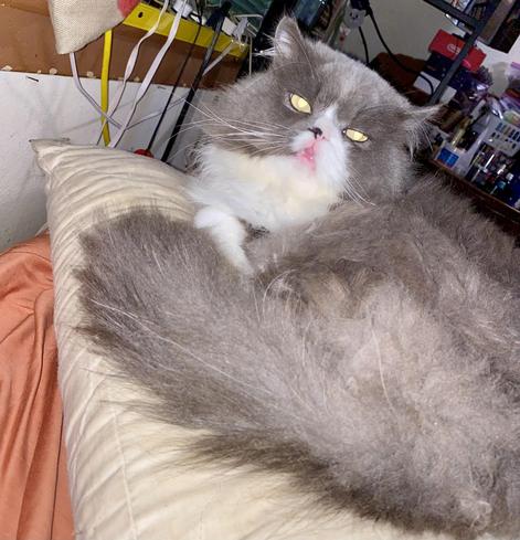 My grey and white Persian cat, Little Man’s face with his mouth open just a bit and his tongue almost sticking out. Her is laying on his pillow on the bed.