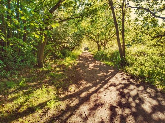 Trees and a dappled path near Newton in Makerfield, England, Britain