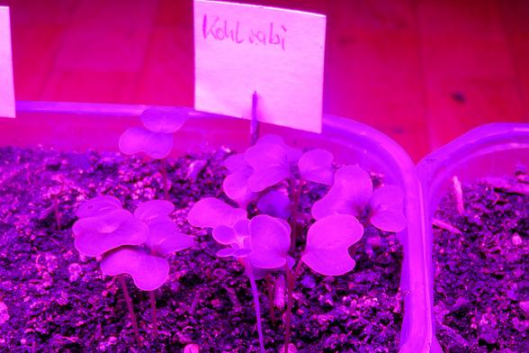 Junge Kohlrabi-Pflanzen in einem Anzuchtgefäß unter einem intensiven purpurfarbenen Licht, das für Pflanzenwachstumslampen typisch ist. Die Blätter der Sämlinge sind rundlich und zart, mit dünnen Stielen, die sich gerade aus der dunklen, krümeligen Erde erheben. Das Licht färbt alles in einen monochromatischen Lilaton, was die natürliche Farbe der Pflanzen und Erde überdeckt.