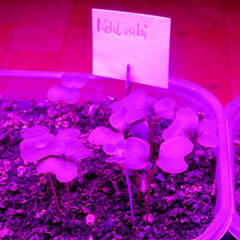 Junge Kohlrabi-Pflanzen in einem Anzuchtgefäß unter einem intensiven purpurfarbenen Licht, das für Pflanzenwachstumslampen typisch ist. Die Blätter der Sämlinge sind rundlich und zart, mit dünnen Stielen, die sich gerade aus der dunklen, krümeligen Erde erheben. Das Licht färbt alles in einen monochromatischen Lilaton, was die natürliche Farbe der Pflanzen und Erde überdeckt.