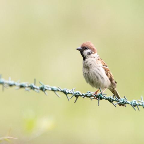 A scrawny-looking juvenile black and brown tree sparrow perched on a length of barbed wire with a blurry green background. It's in the right side of the frame and looking right to left.