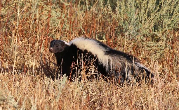 A skunk! Or two, or more, who knows!