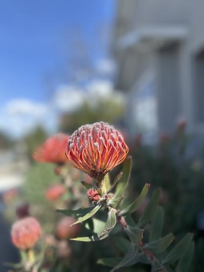 Protea flower.