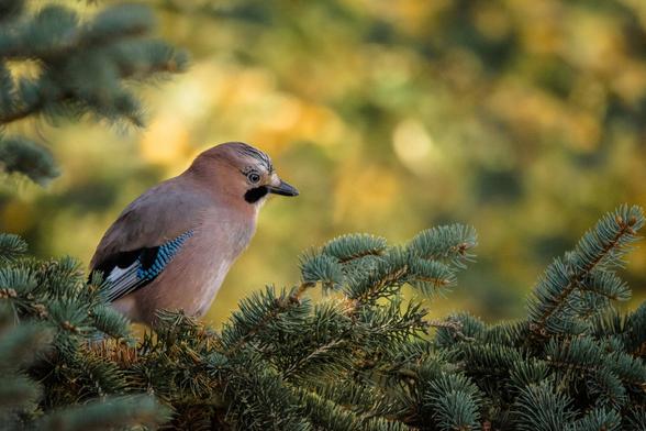 EN: A Eurasian Jay sits on the branch of a spruce tree.
DE: Ein Eichelhäher sitzt auf dem Ast einer Fichte.