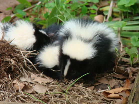 Three baby skunks are shown just hangin out