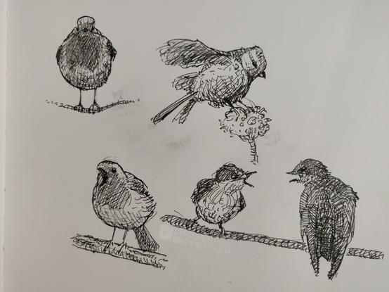 Black Fineliner on paper.

Sketches of birds. All but the one in the upper right are sitting in branches. The other one is landing on a flower. Birds in the lower right seem to be shouting at each other. Lower left bird is just shouting. Both birds on the left have a darker area around the head and chest, because they are robins.