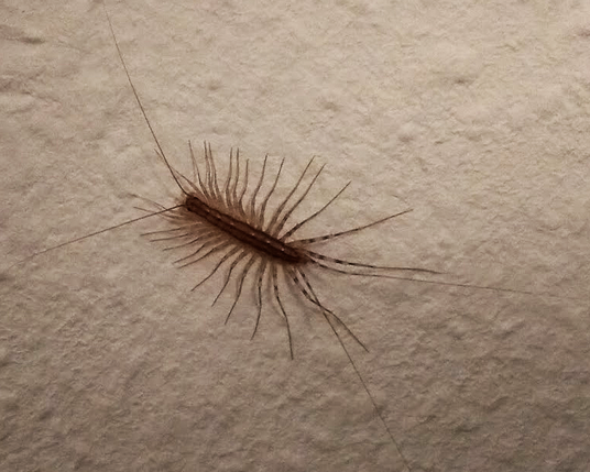 Ein Spinnenläufer (Scutigera coleoptrata) auf Rauhfasertapete in Nahaufnahme.
Gut erkennbar die ca. 30 langen Beine und Fühler.