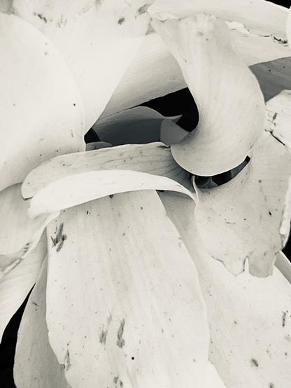 Black and white closeup photo of the slightly blemished white petals of a cyclamen flower, sinuously curvy and invitingly satiny and tactile.