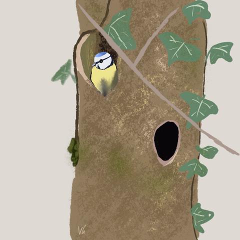 digitale Illustration eines Baumstammes, in dem zwei Löcher sind. In einem Loch sitzt eine Blaumeise. Um den Baum herum wächst Efeu.