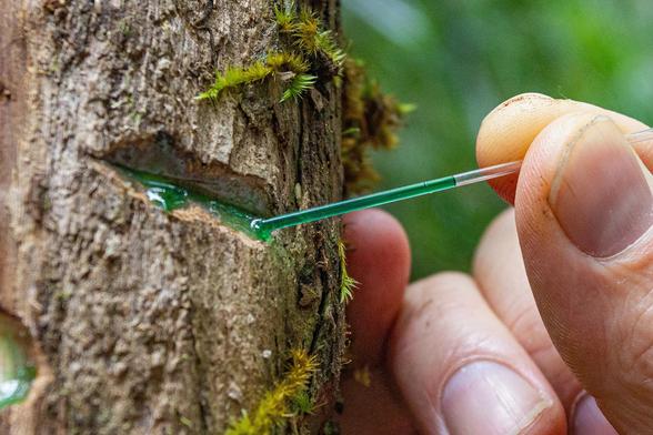 photo - Nickel-rich sap being taken from a tree in Malaysia