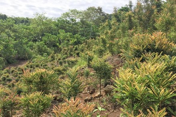 photo - Vegetation on a small plot of land in Sabah, Malaysia, can yield hundreds of pounds of nickel citrate every 6-12 months; the researchers are now testing a larger plot of land.