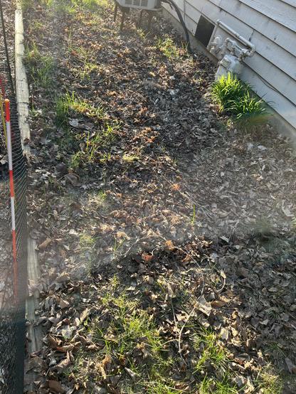 The trashy neighbors lawn between our houses.