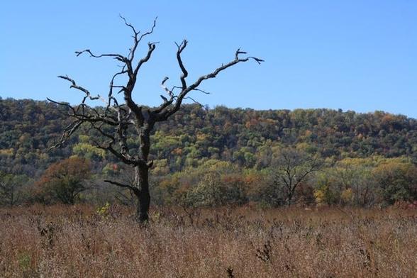 Natural landscape with a dry tree