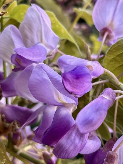 Closeup colour photo of wisteria blossom, some still closed and dark purple and some open and pale lilac. In the background sunny pea-green leaves.