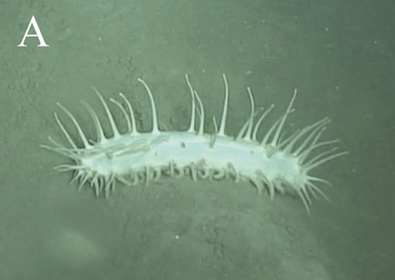 Underwater photo of a sea cucumber -  a worm-like invertebrate living on the sea floor