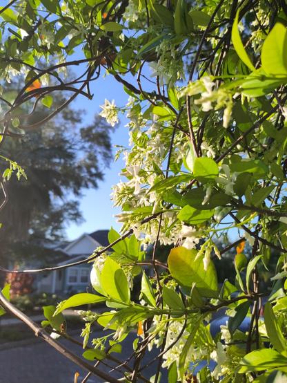 Small white jasmine flowers cluster at the tips of thin black branches coiling around each other, each containing yellowish green spring leaves. A large tree and a house are blurred in the background as this photo focuses closely on the flowers.