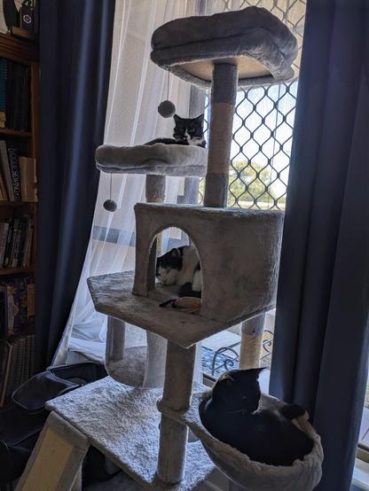 A cat tree with three black and white cats on different tiers. One in the bowl, one in the box and one on a platform.