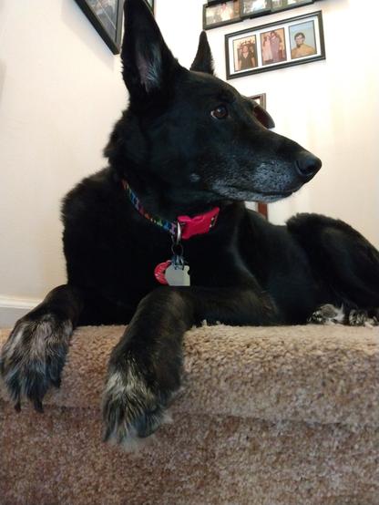 A black German Shepherd mix dog is lying on the carpeted landing of a stairway.  Her grey front paws are hanging over the edge of the step.  Her head is turned, looking to the right, revealing a long, greying snout.